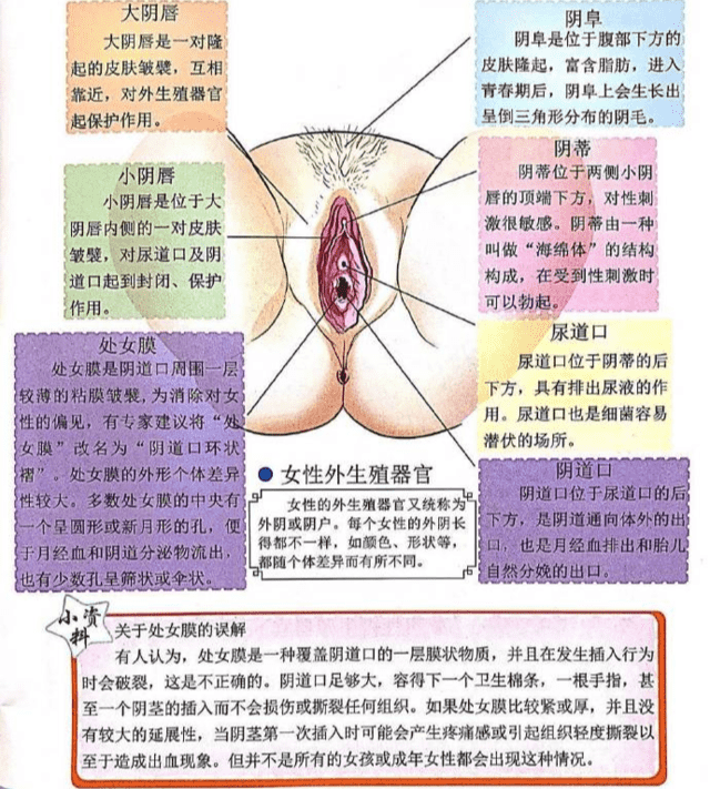 女人性器图片 性说问答